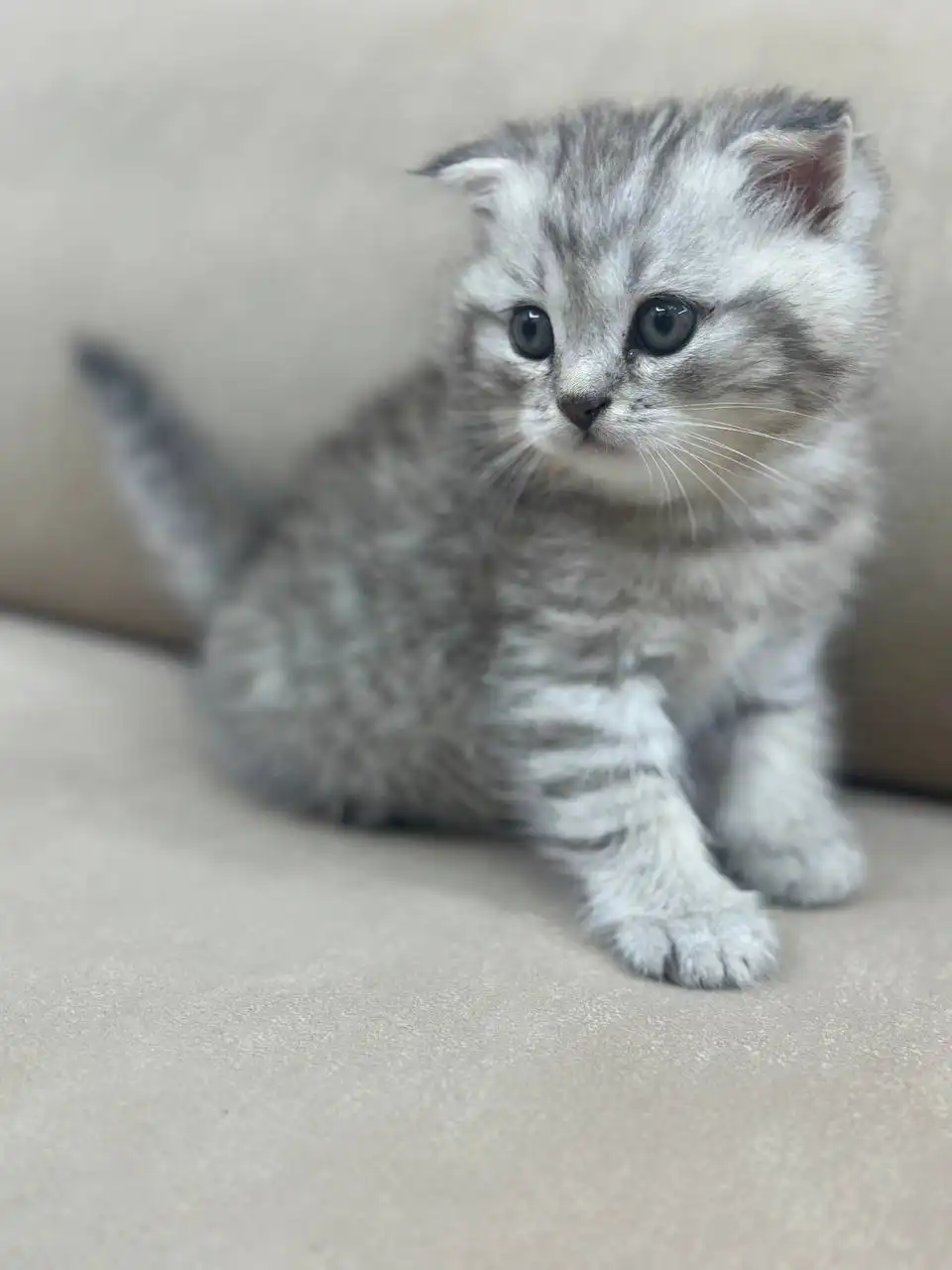 Вислоухие котята ищут дом