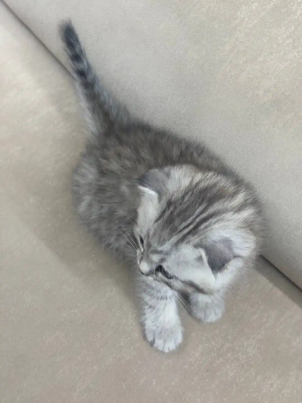 Вислоухие котята ищут дом