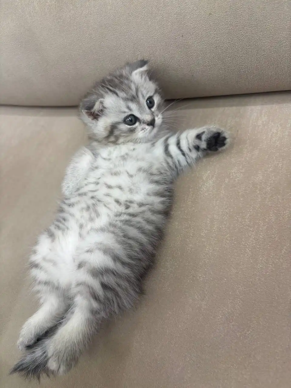 Вислоухие котята ищут дом