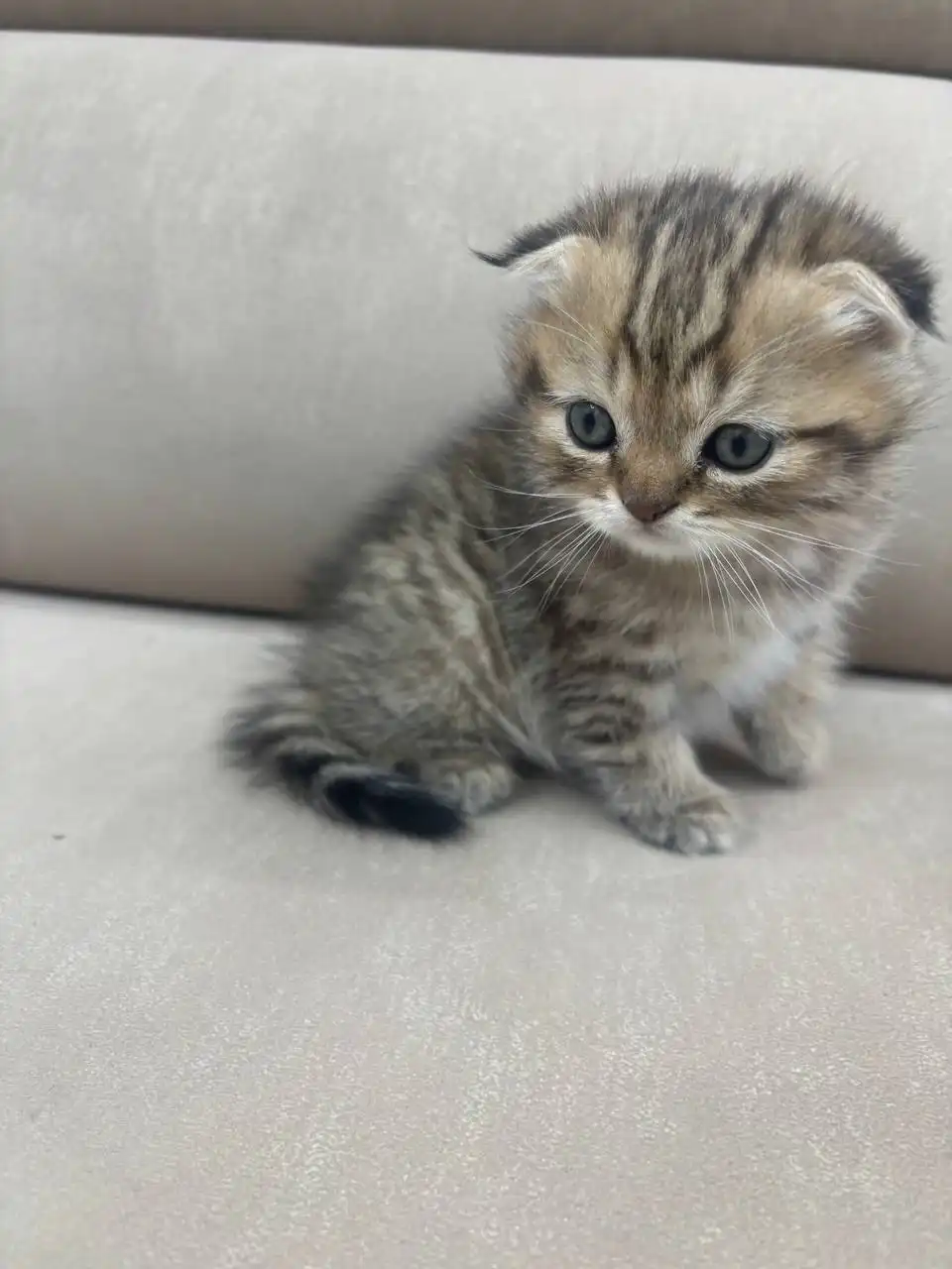 Вислоухие котята ищут дом