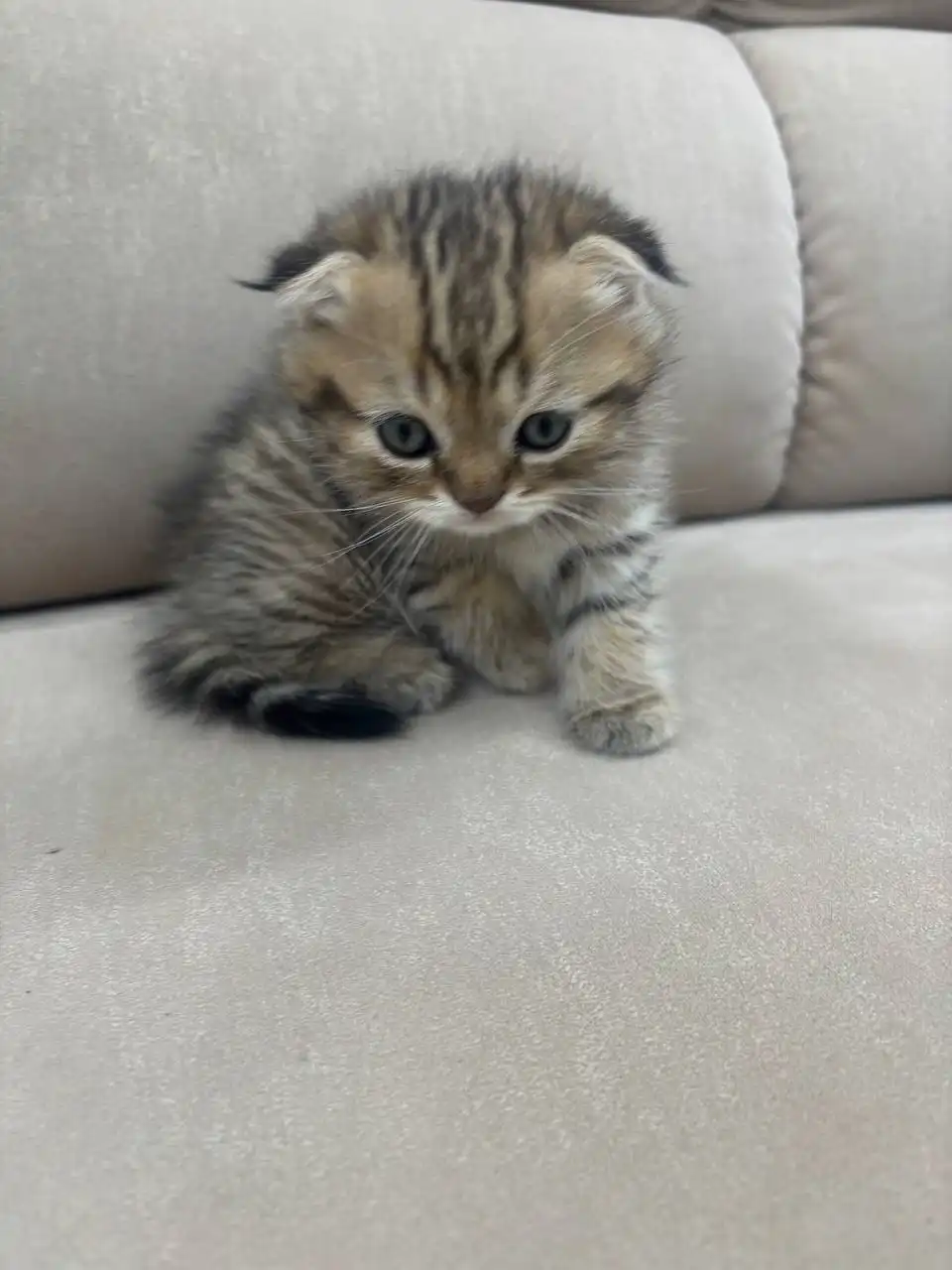 Вислоухие котята ищут дом