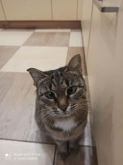 Кошка Маруся ищет дом - Животные в Ульяновск