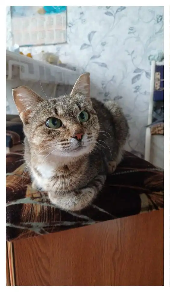 Кошка Маруся ищет дом