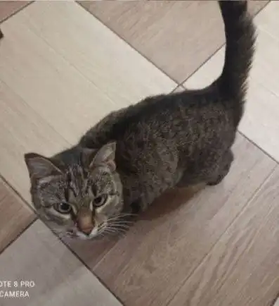 Кошка Маруся ищет дом