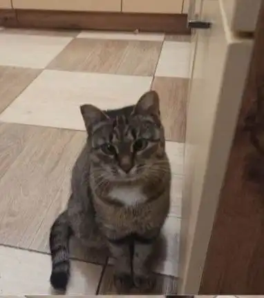 Кошка Маруся ищет дом