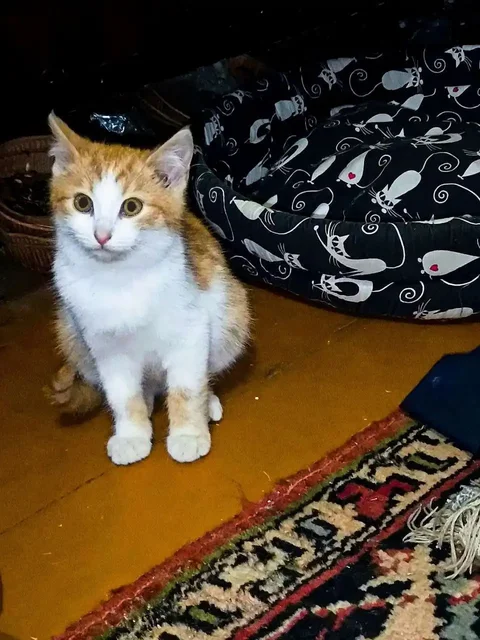 Красивый мальчишечка ищет дом и семью - Животные в Ульяновск