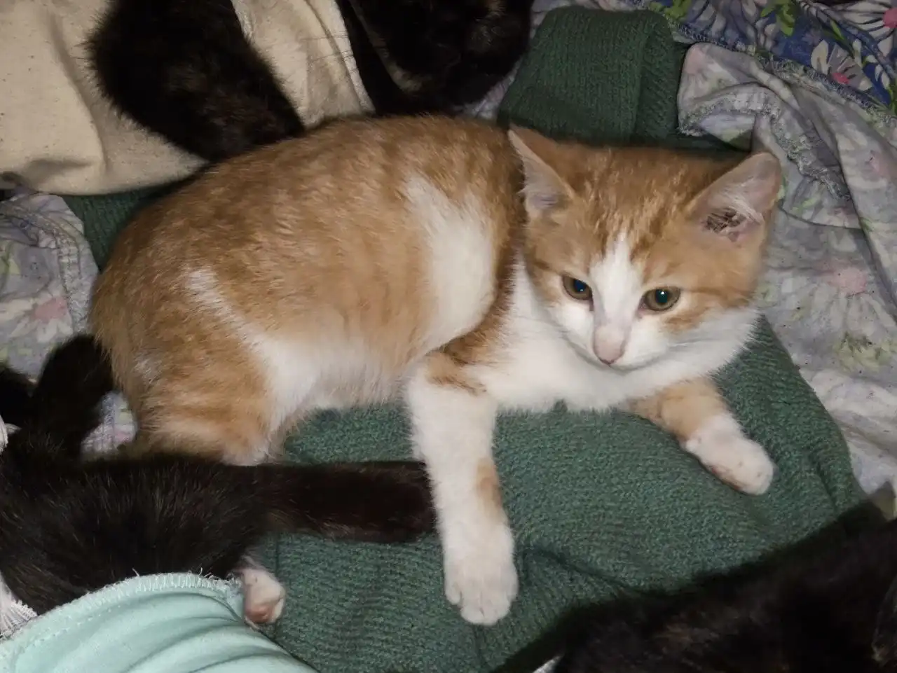 Красивый мальчишечка ищет дом и семью