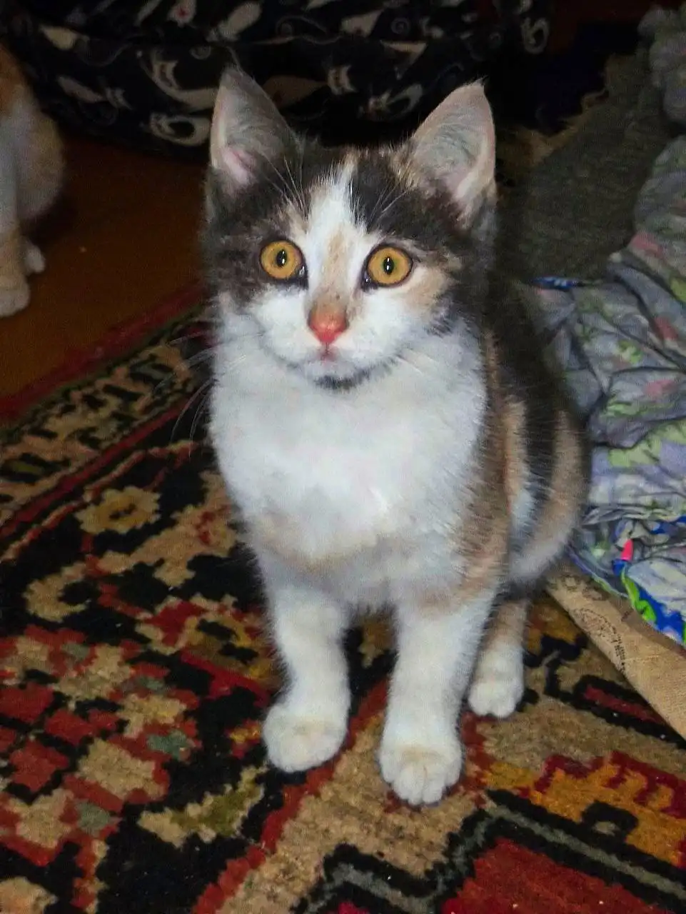 Две трехцветные кошки ищут дом