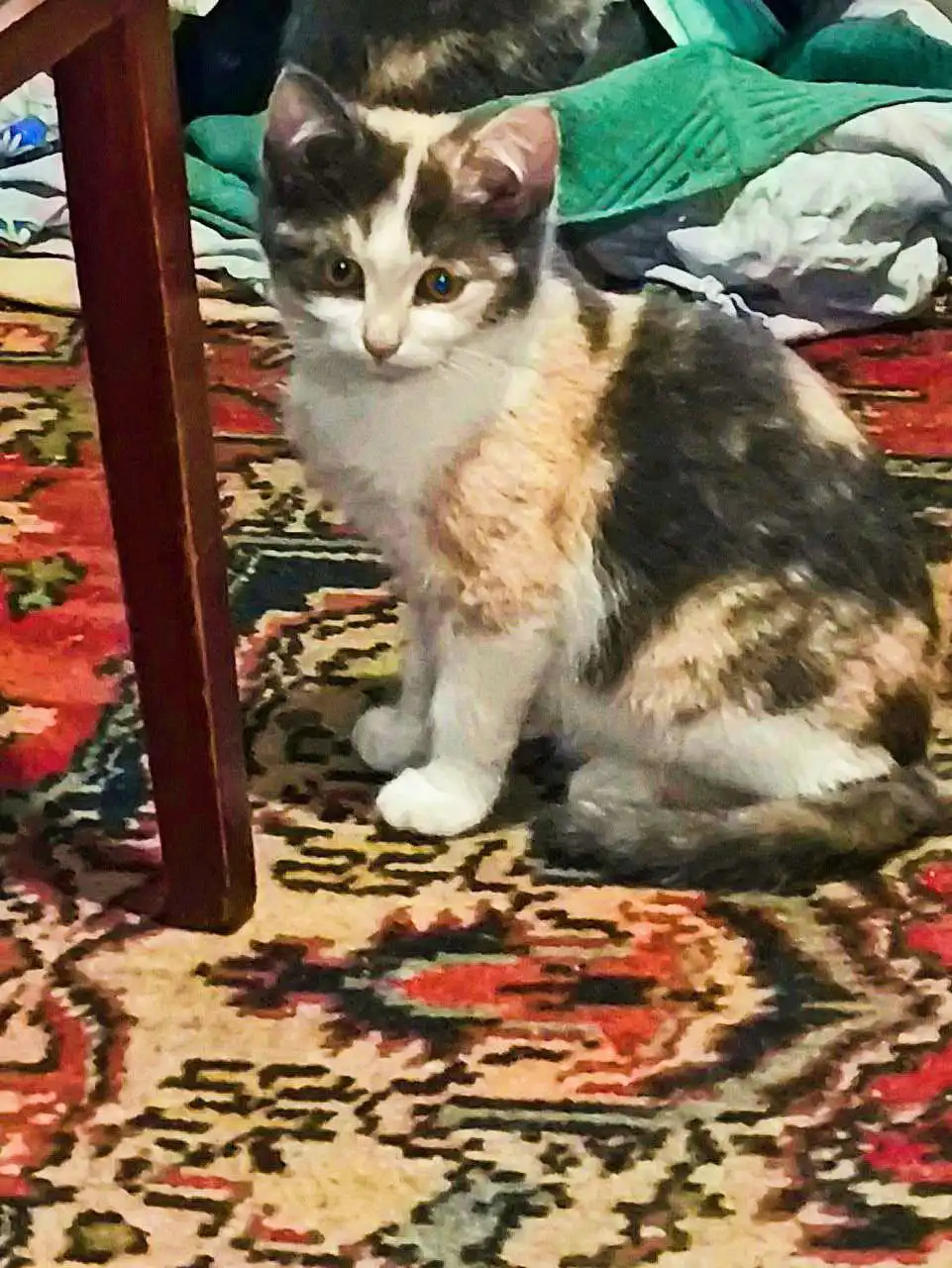 Две трехцветные кошки ищут дом