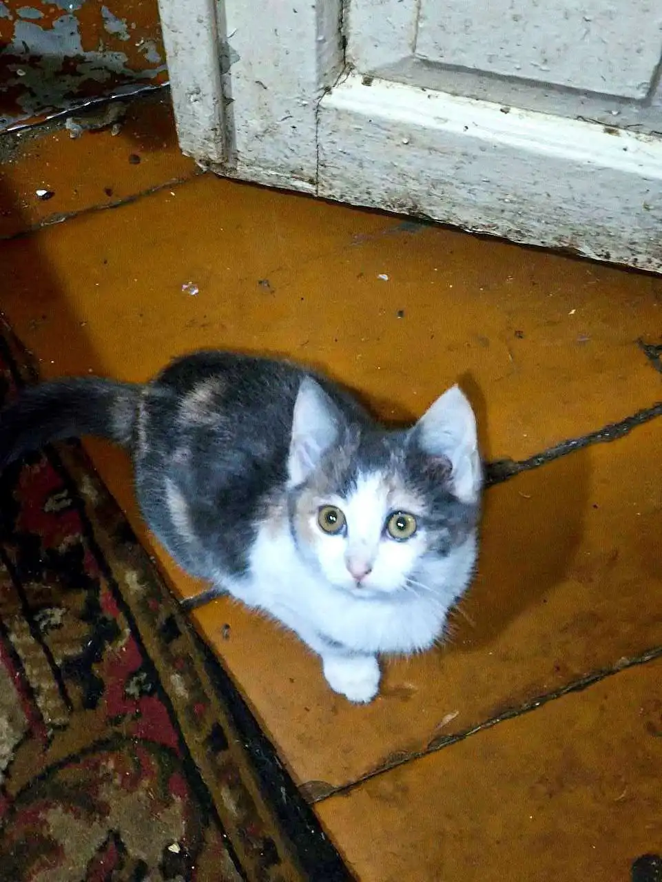 Две трехцветные кошки ищут дом