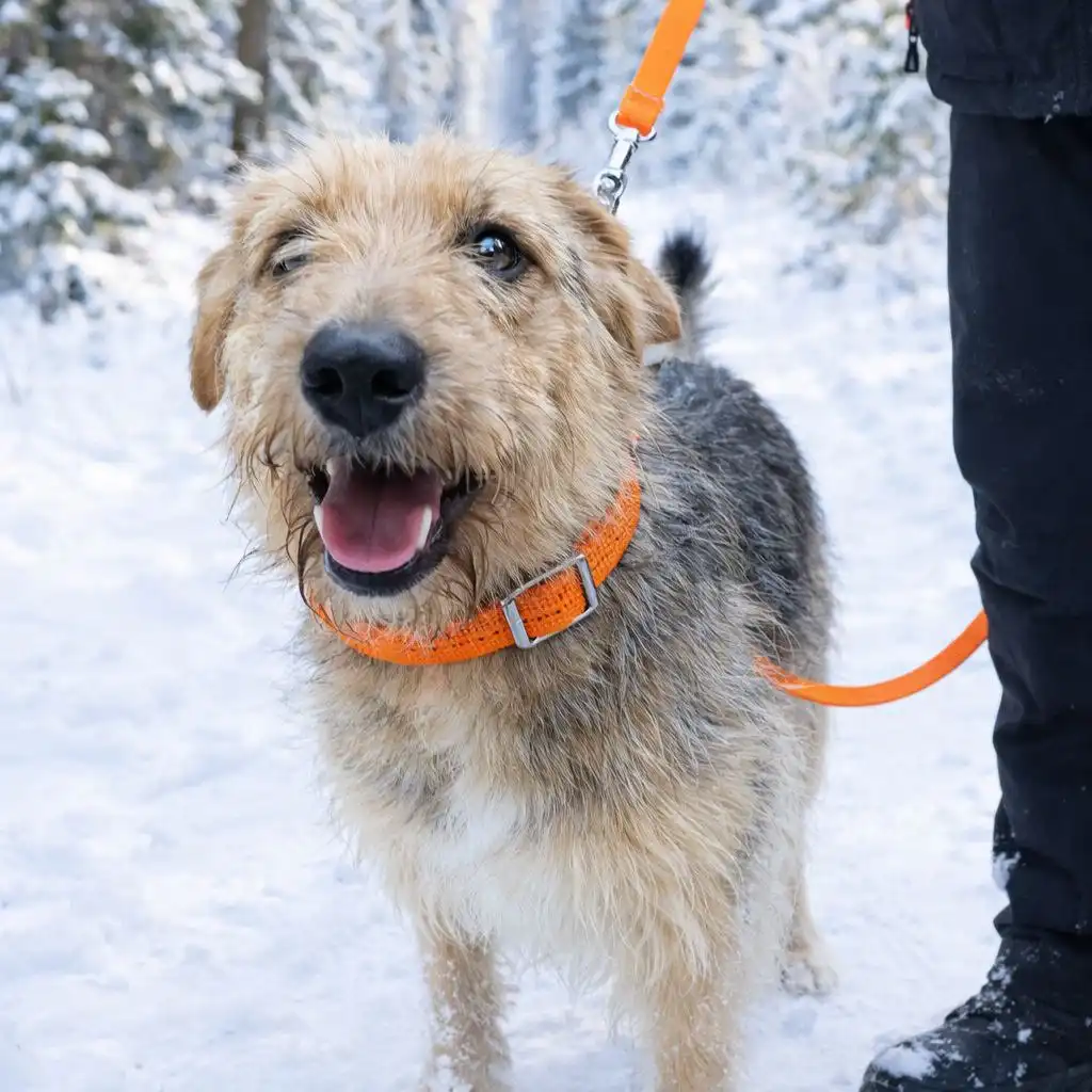 АСТРА - дружелюбная собака ищет дом - Собаки (Животные) в Ульяновск