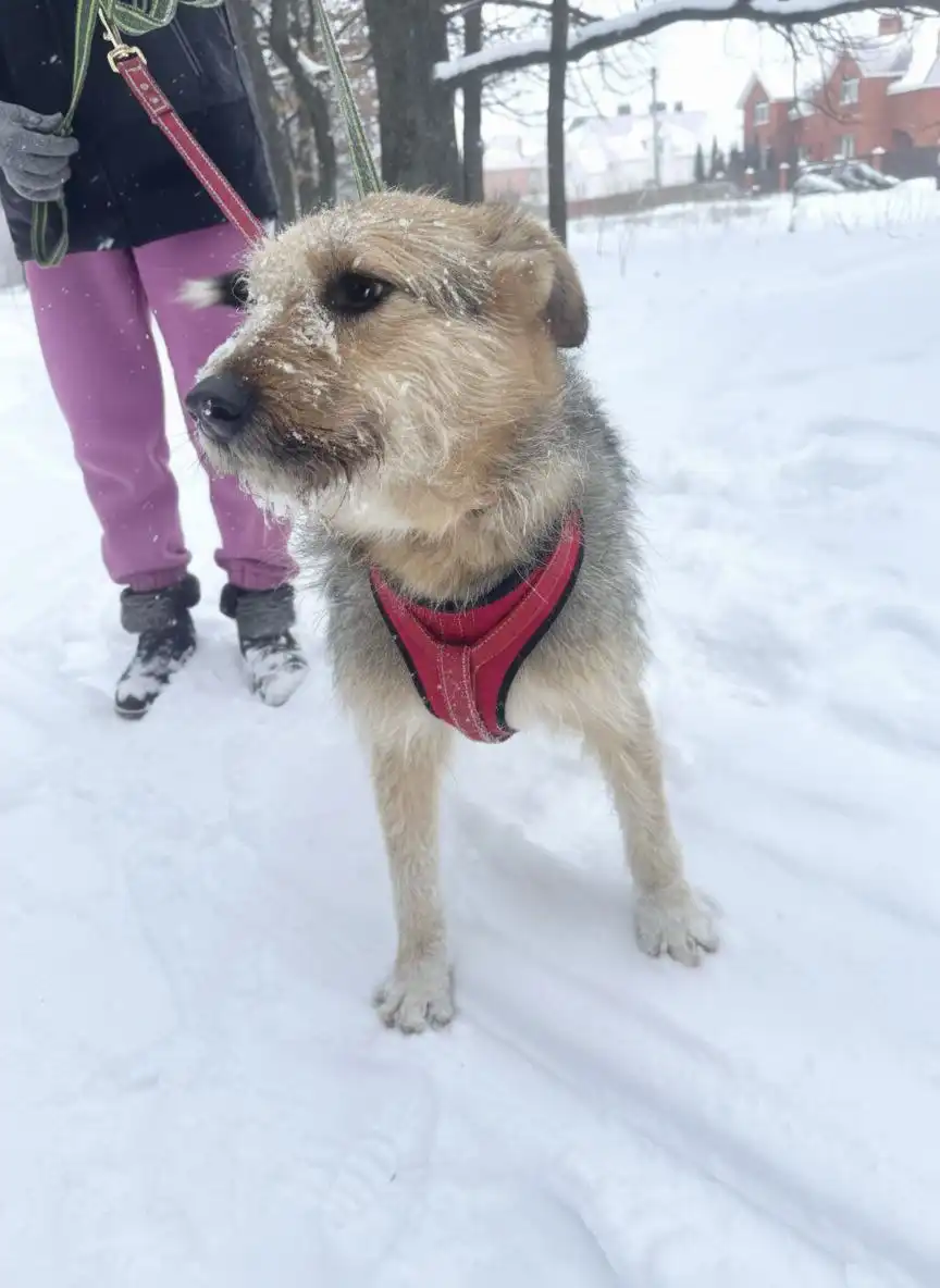 АСТРА - дружелюбная собака ищет дом - Собаки (Животные) в Ульяновск
