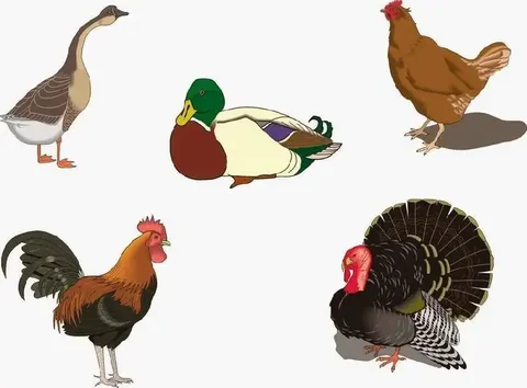 Продажа инкубаторов и инкубационных яиц для птицеводства - частное объявление в Ульяновск