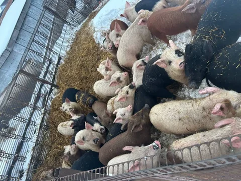 Продаются поросята 3 месяца - Животные в Большое Нагаткино