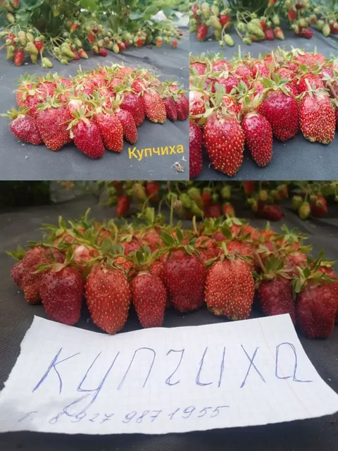 Саженцы земклуники Купчиха - Садоводство в Ульяновск