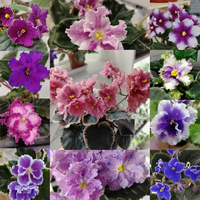 Сортовые фиалки - Садоводство в Ульяновск