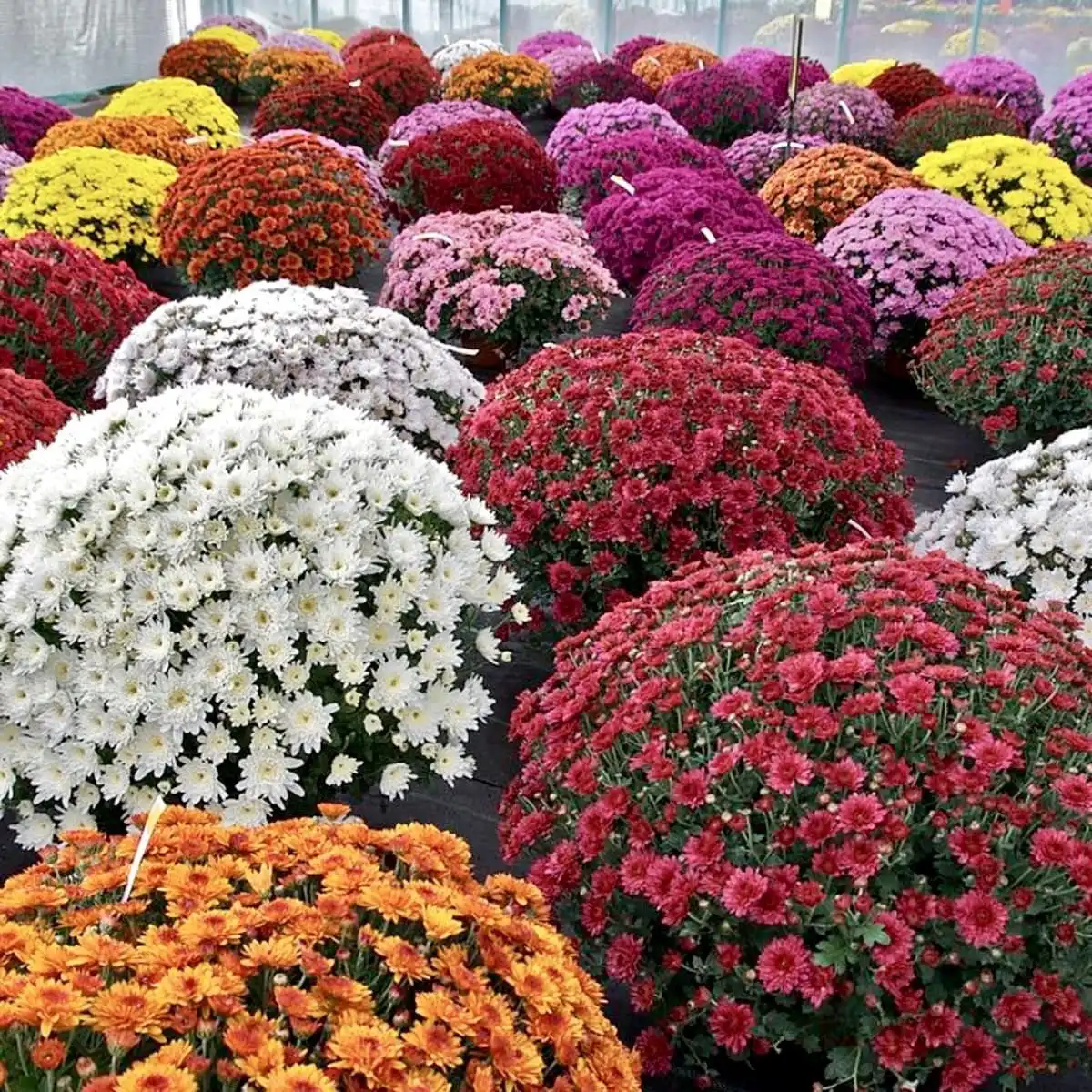 Хризантемы укоренённые в стаканчиках - Растения (Хобби и отдых) в Ульяновск