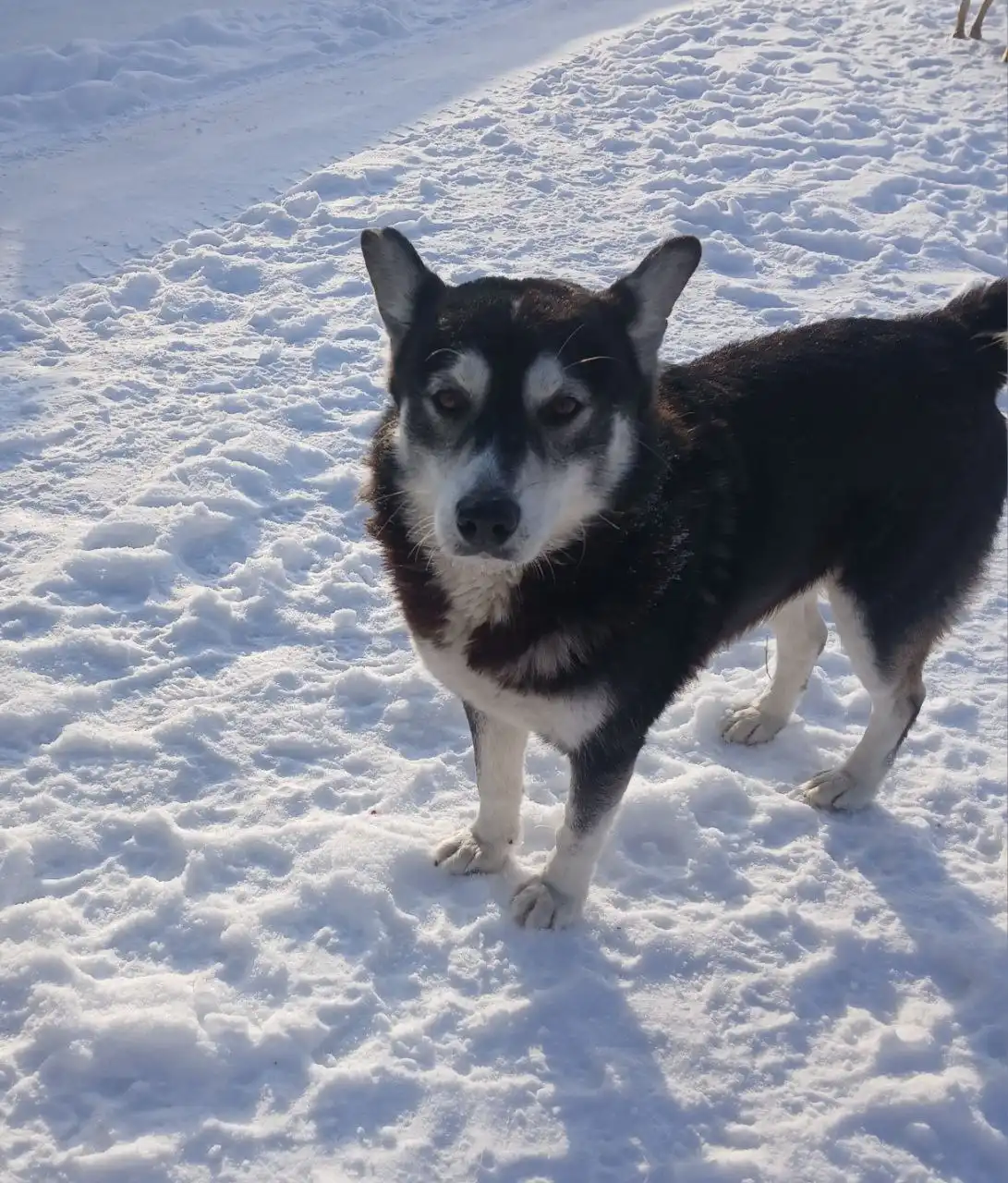 Ищут хозяев для найденного пса - Собаки (Животные) в Ульяновск