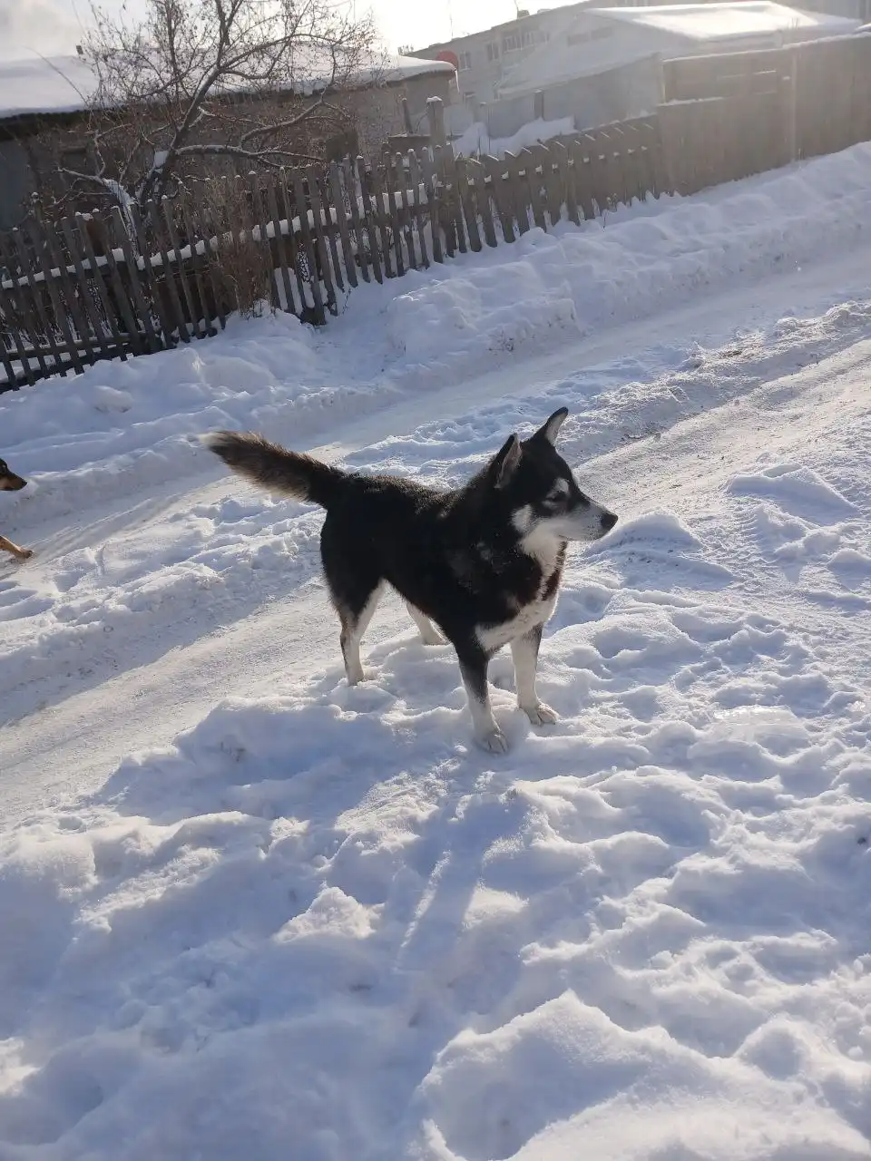 Ищут хозяев для найденного пса - Собаки (Животные) в Ульяновск