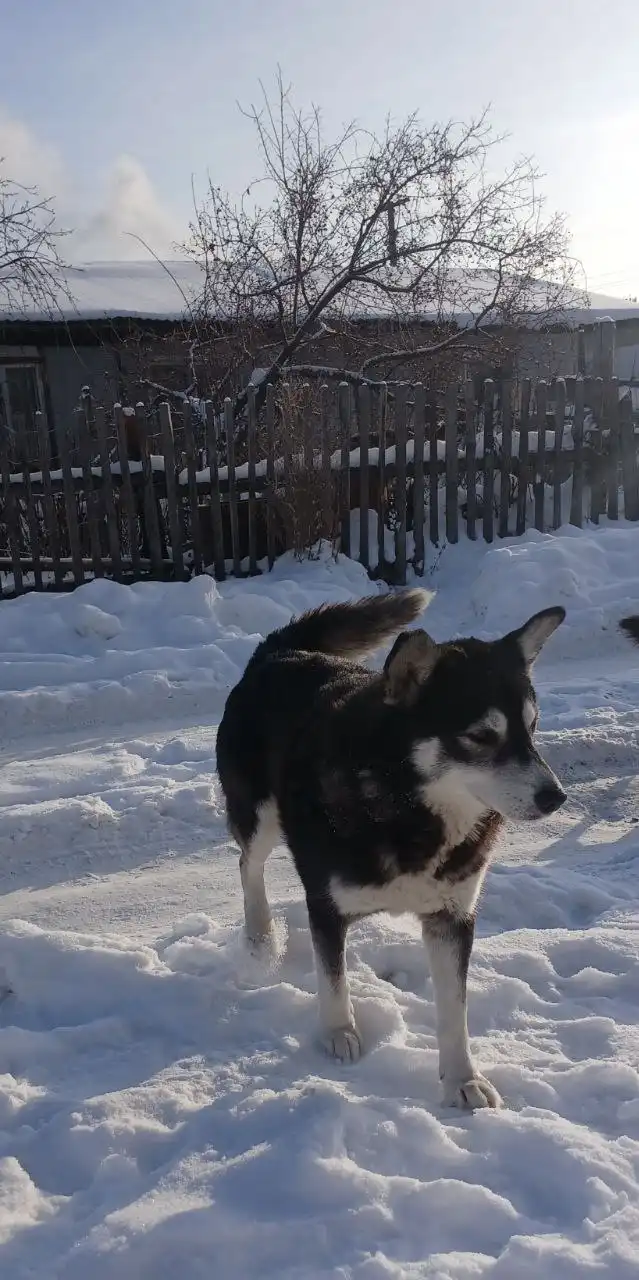 Ищут хозяев для найденного пса - Собаки (Животные) в Ульяновск