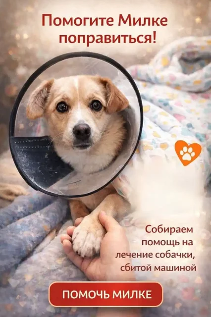 Сбор средств на лечение собаки Милки после ДТП - частное объявление в Ишеевка