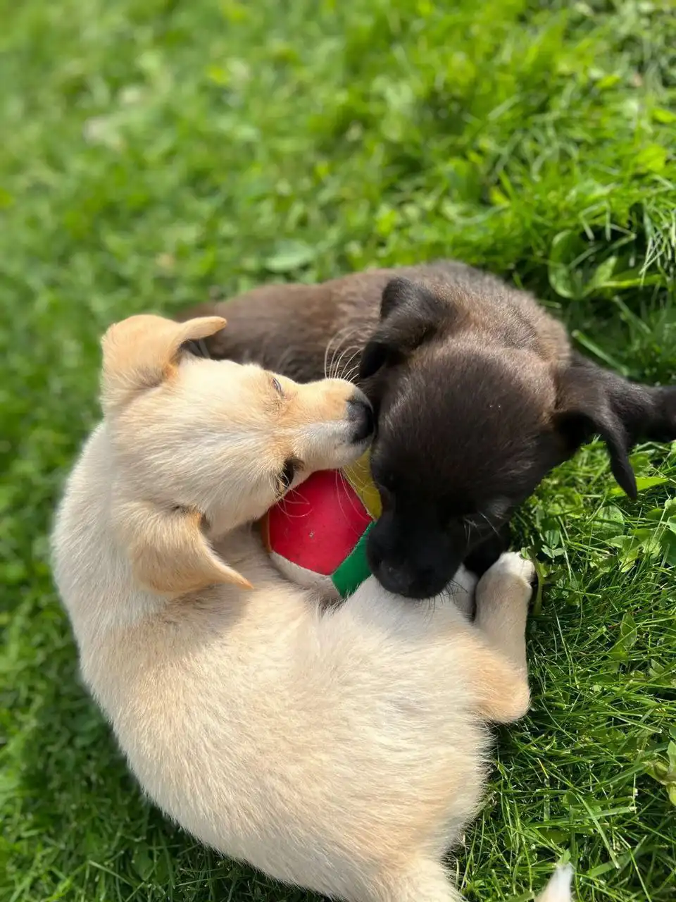 Сбор средств на лечение собаки Милки после ДТП - Сбор средств на лечение (Животные) в Ишеевка