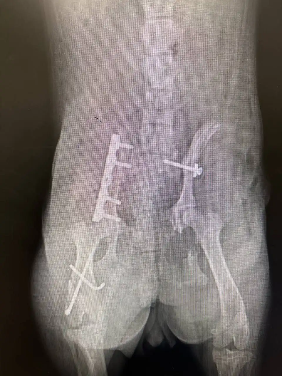 Сбор средств на лечение собаки Милки после ДТП - Сбор средств на лечение (Животные) в Ишеевка