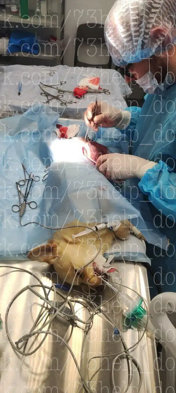 Сбор средств на лечение собаки Милки после ДТП - Сбор средств на лечение (Животные) в Ишеевка