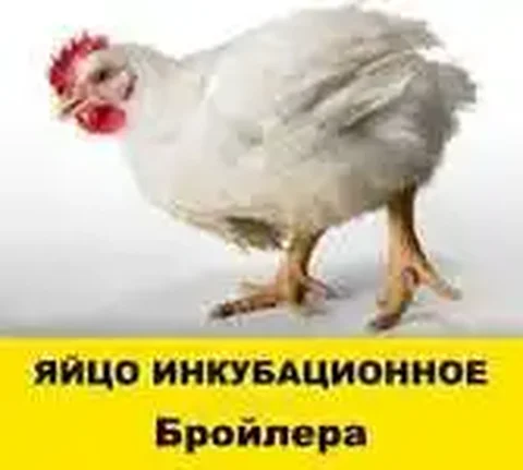 Продажа инкубационных яиц и суточных цыплят бройлера Росс 308 и Смена 9 - Сбор средств на лечение в Ульяновск