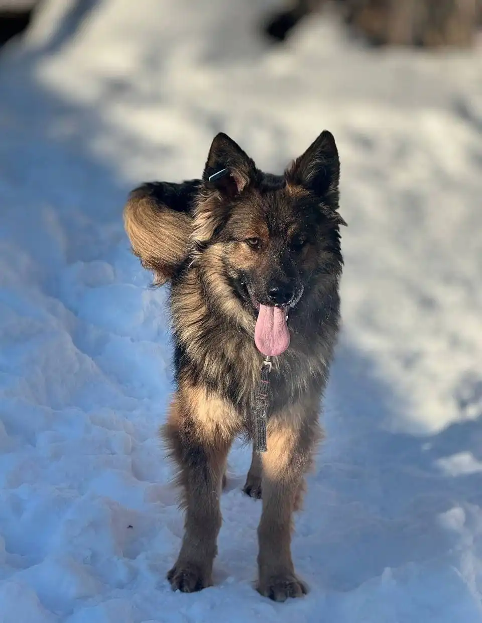Пристройство пса Ареса в Ульяновске - Собаки (Животные) в Ульяновск