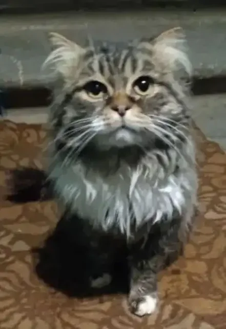 Срочно нужен дом для красивого котика - Сбор средств на лечение в Ульяновск