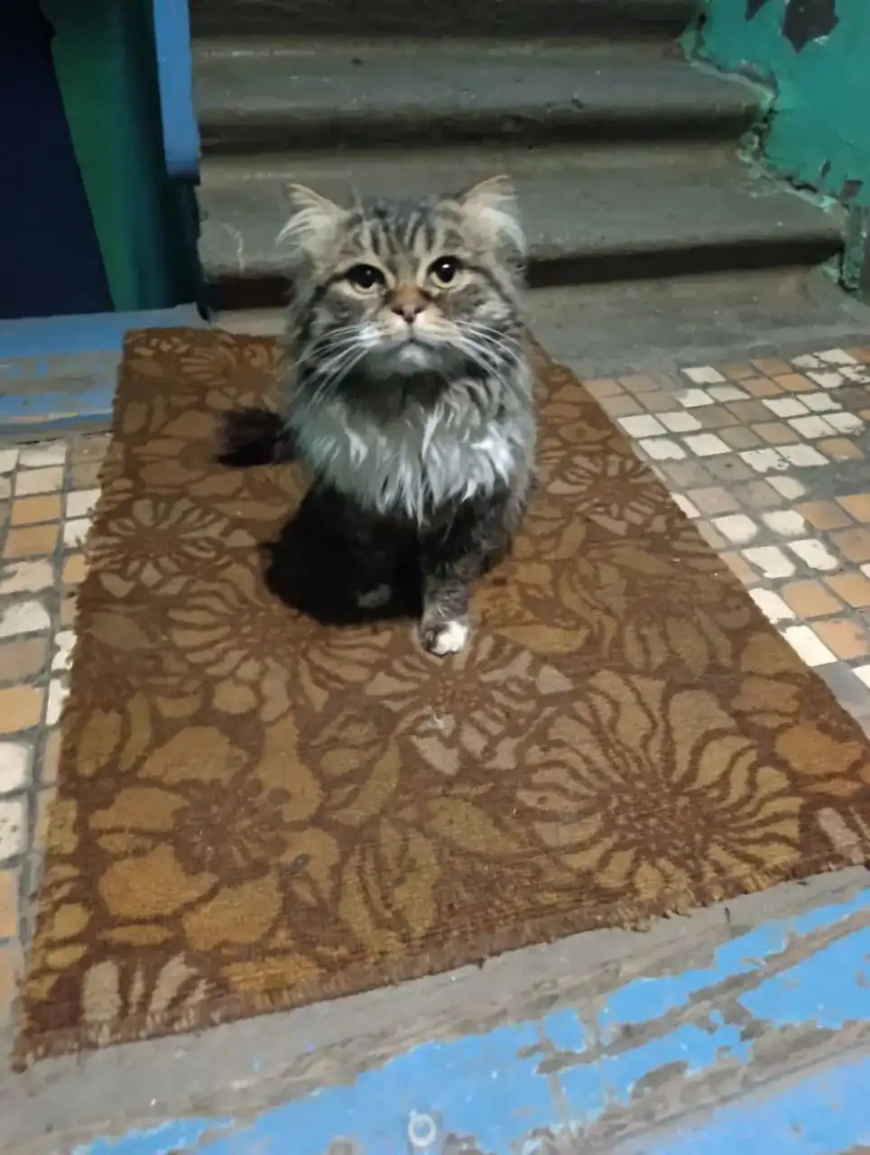 Срочно нужен дом для красивого котика - Кошки (Животные) в Ульяновск