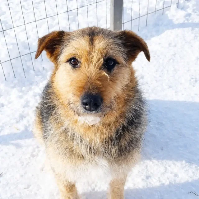 Астра - добрая собака ищет дом - Животные в Ульяновск