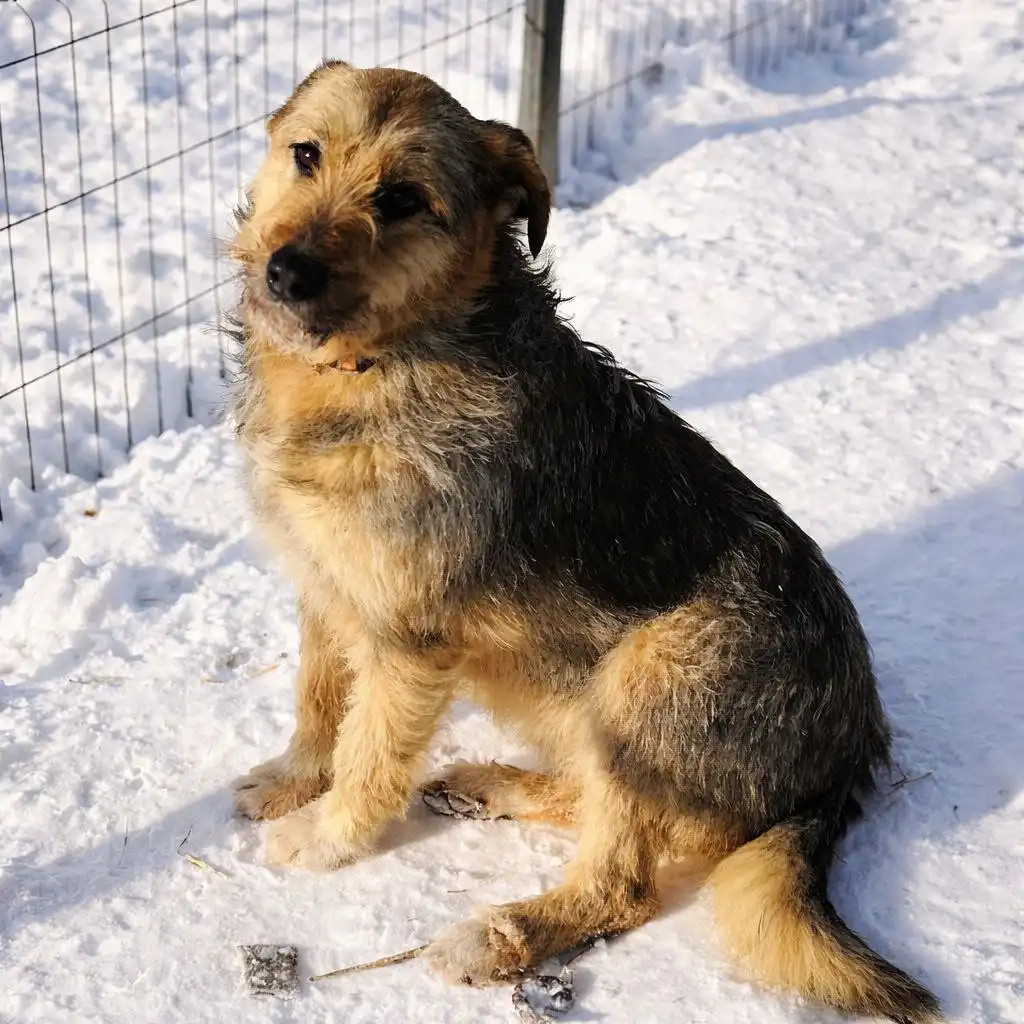 Астра - добрая собака ищет дом - Собаки (Животные) в Ульяновск