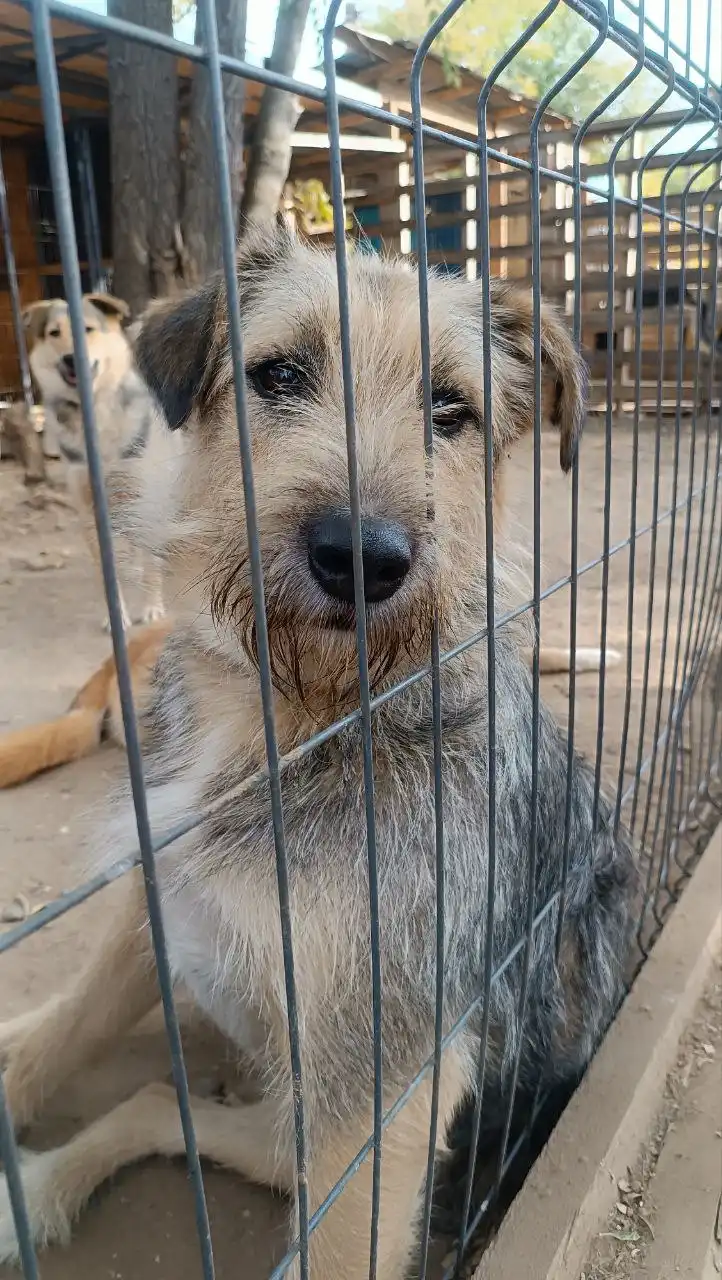 Астра - добрая собака ищет дом - Собаки (Животные) в Ульяновск