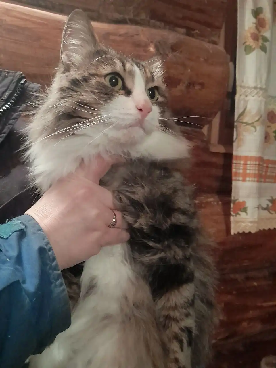 Молодой кот Барсик ищет дом - Кошки (Животные) в Ульяновск