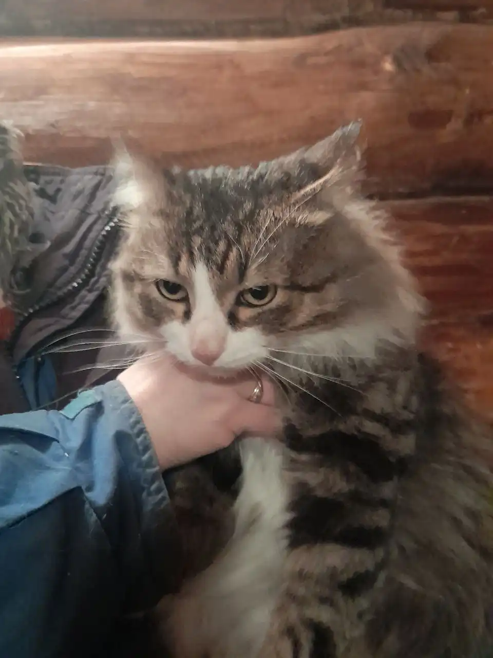 Молодой кот Барсик ищет дом - Кошки (Животные) в Ульяновск