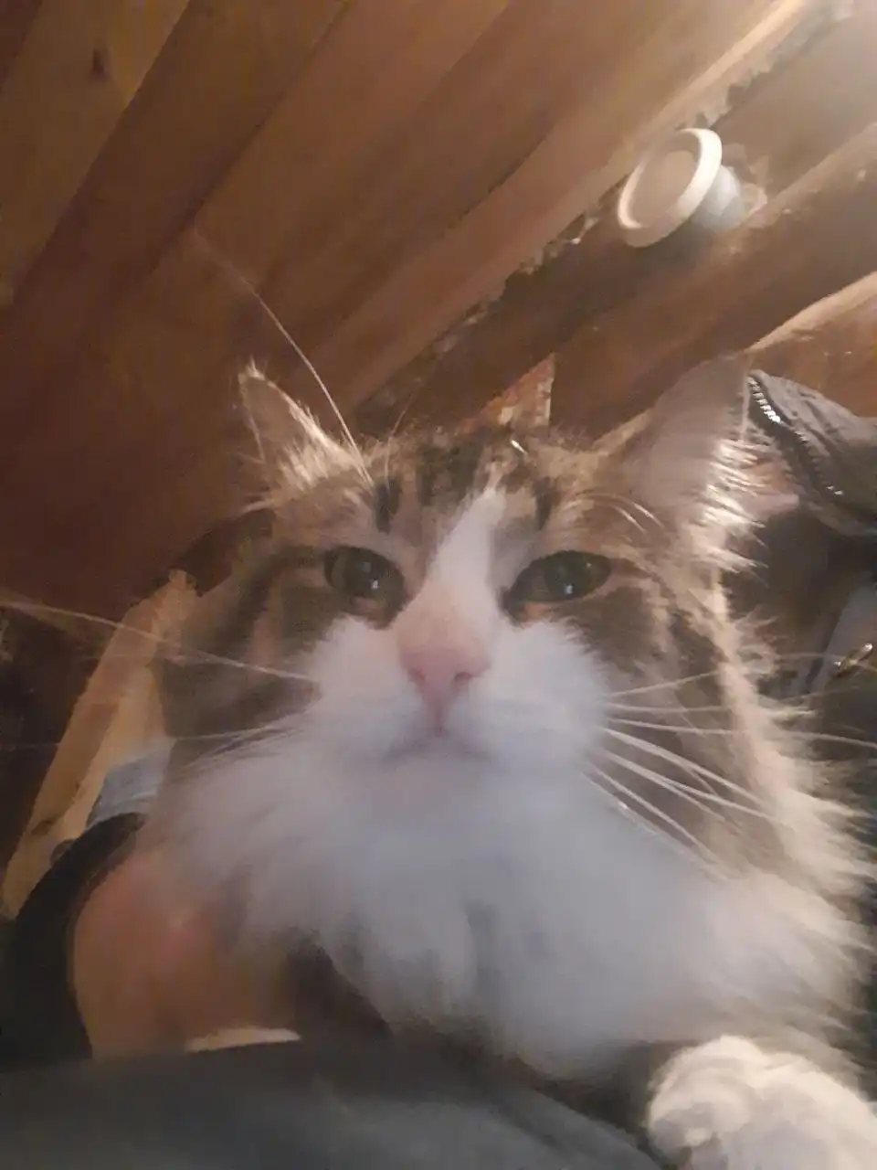 Молодой кот Барсик ищет дом - Кошки (Животные) в Ульяновск