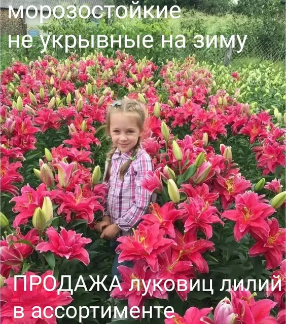 Профессиональные луковицы лилий морозостойкие - Медицинское оборудование в Ульяновск