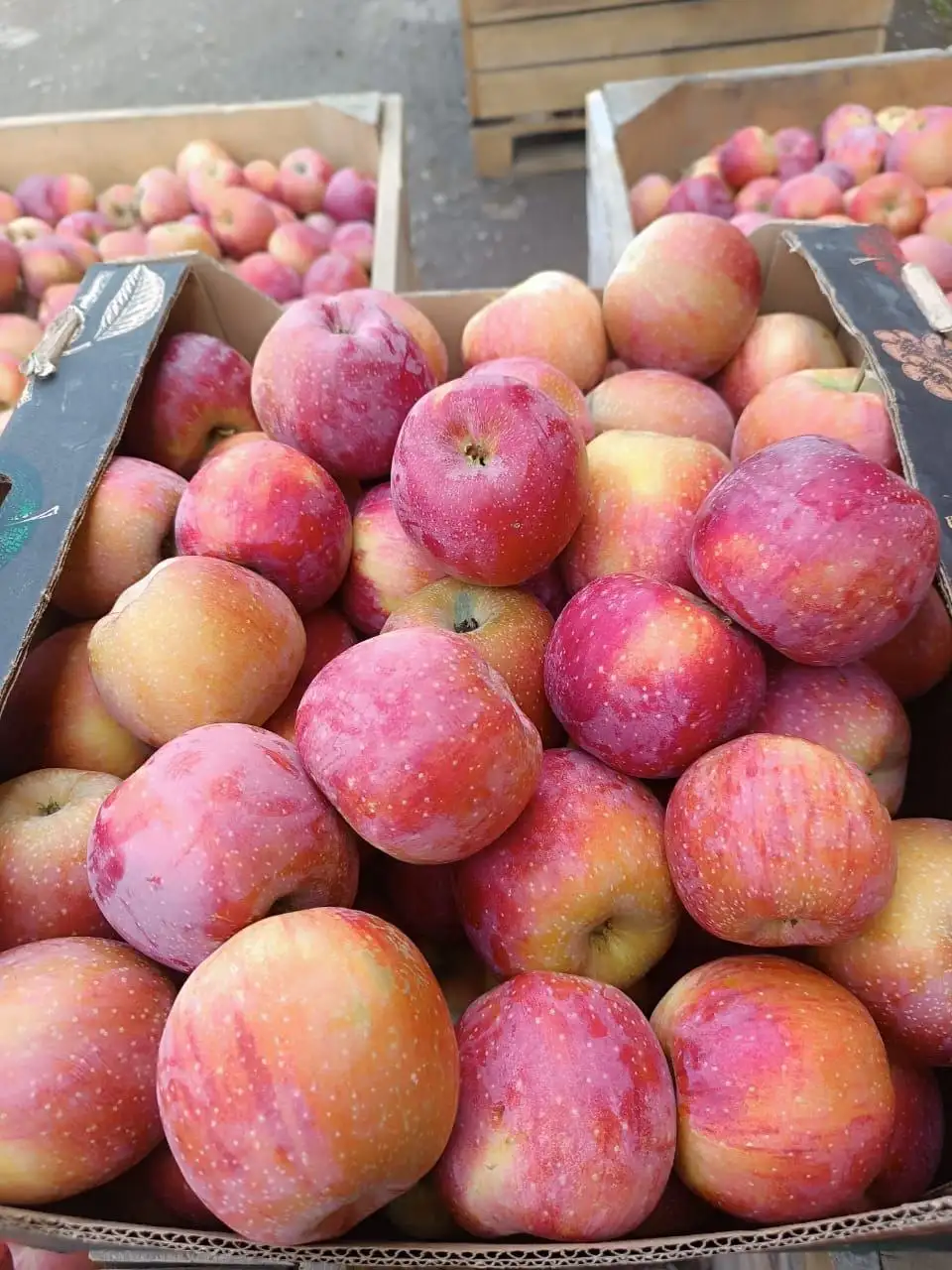 Продажа кабардинских яблок сорта Флорина - Продукты питания (Барахолка) в Ульяновск