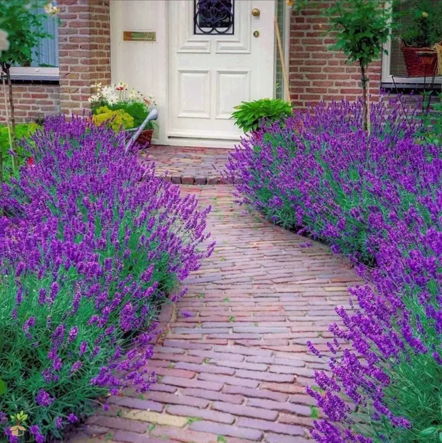 Продажа кустов оптом - частное объявление в Ульяновск