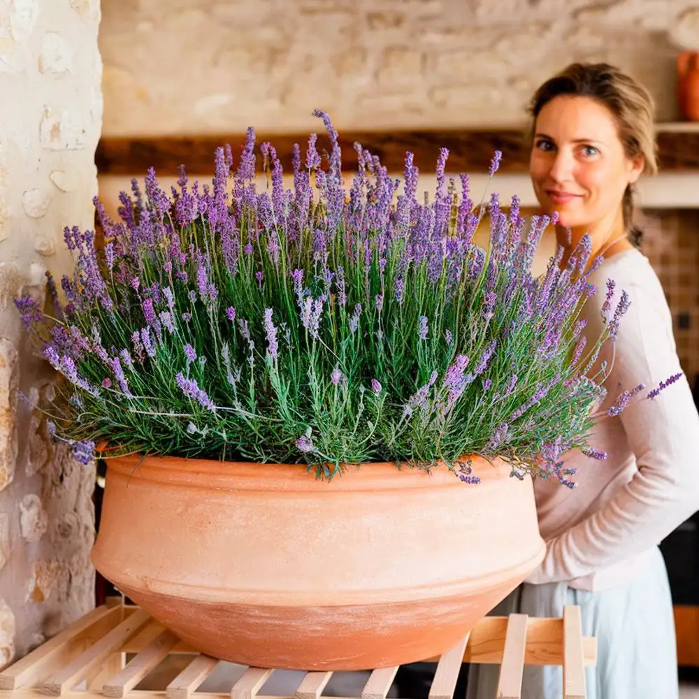 Продажа кустов оптом - Барахолка в Ульяновск