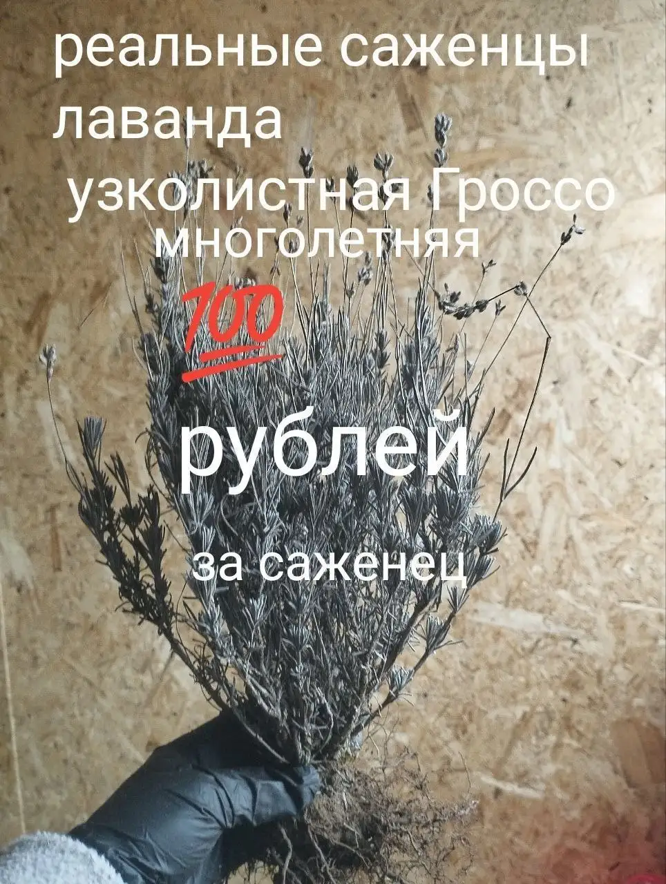 Продажа кустов оптом - Барахолка в Ульяновск