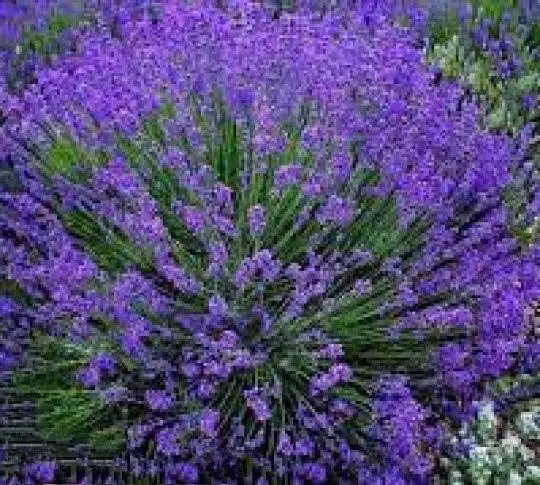 Продажа кустов оптом - Барахолка в Ульяновск