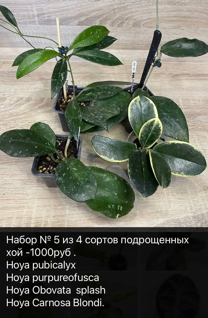 Продажа сортовых хой в Тольятти - Растения (Хобби и отдых) в Тольятти