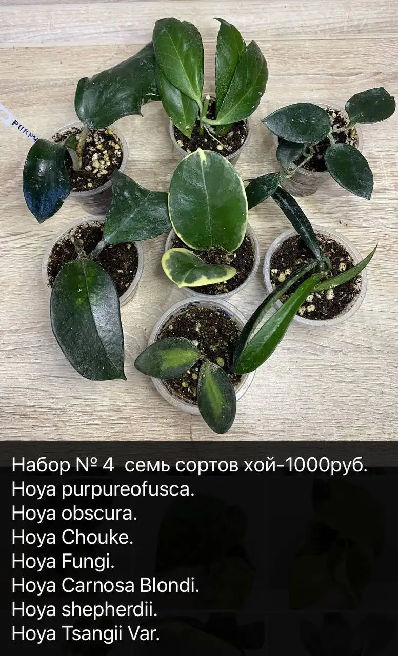 Продажа сортовых хой в Тольятти - Растения (Хобби и отдых) в Тольятти