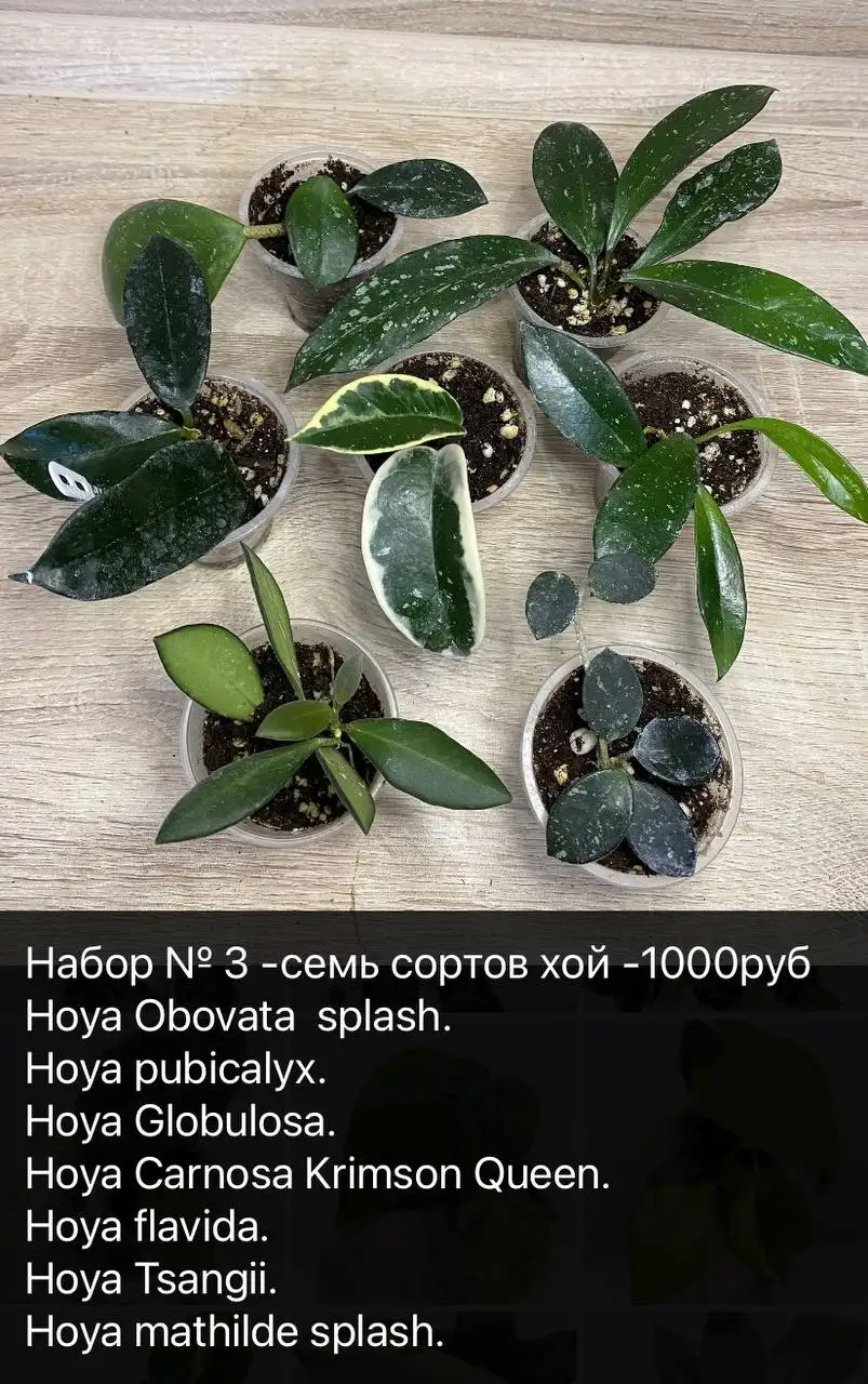 Продажа сортовых хой в Тольятти - Растения (Хобби и отдых) в Тольятти