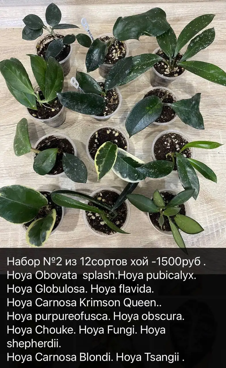 Продажа сортовых хой в Тольятти - Растения (Хобби и отдых) в Тольятти