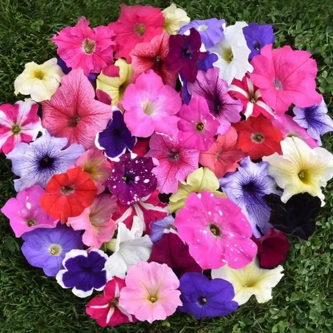 Петунии вегетативные черенки в стаканчиках - Рыбалка в Ульяновск