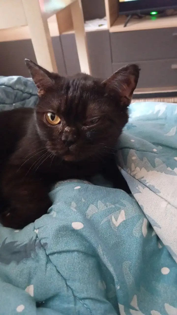 Пристройство кошечки Чернышки в добрые руки - Кошки (Животные) в Ульяновск